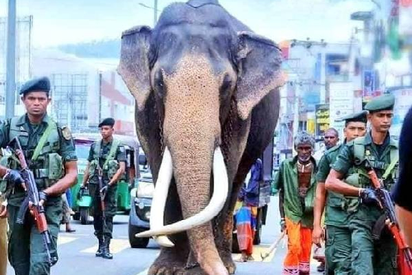 இலங்கையில் மிக உயரமான பிரபல யானைக்கு நேர்ந்த சோகம்! | Sri Lanka Kandy Famous Elephant Death