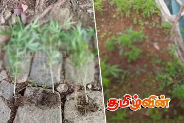அக்கரப்பத்தனையில் சட்டவிரோதமாக கஞ்சா செடி வளர்த்த நபர் கைது