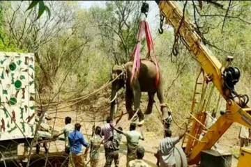 20 நாட்களாக மக்களை அச்சுறுத்திவந்த யானை! நீண்ட போராட்டத்துக்கு பிறகு பிடித்துச் சென்ற வனத்துறையினர்