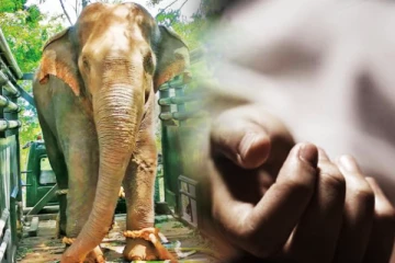 யானை தாக்கி பாடசாலை மாணவன் உயிரிழப்பு - செய்திகளின் தொகுப்பு (Video)