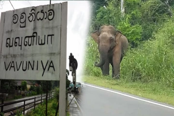 வவுனியாவில் வீதிக்கு வந்த யானையால் பயணிகள் அசௌகரியம்(Photo)