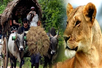 சுற்றுலா பயணிகளுக்கு பெண் சிங்கம் கொடுத்த ஷாக்! ஒரு நிமிடம் அசந்து போய் நின்ற நெட்டிசன்கள்