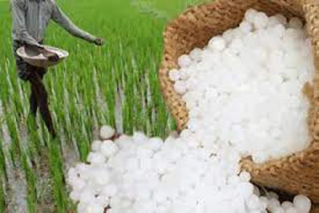 விவசாயிகளுக்கு எட்டாக்கனியாகும் யூரியா