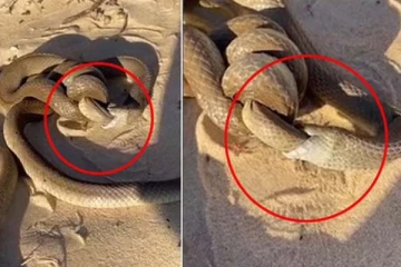 பாம்பு பாம்பையே விழுங்கும் திகில் சம்பவம்! வைரல் புகைப்படம்