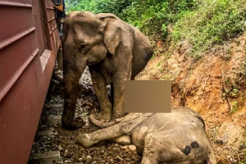 13 ஆண்டுகளில் இரும்பு அசுரனால் கொல்லப்பட்ட 149 யானைகள்