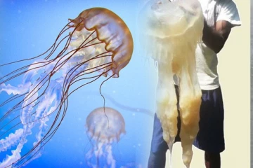 நச்சுத்தன்மை வாய்ந்த ஜெல்லி மீன்களால் ஏற்பட்டுள்ள பாதிப்பு : மக்களுக்கு எச்சரிக்கை