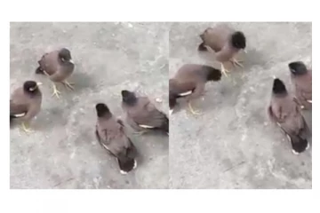 என்ன நடக்குது இங்க... ‘மைனாக்கள் நடத்திய கான்பரன்ஸ் மீட்டிங்’ - வைரல் வீடியோ