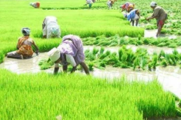 விவசாயிகளுக்கு யாழ்ப்பாணத்தில் காத்திருக்கும் மகிழ்ச்சி தகவல்!