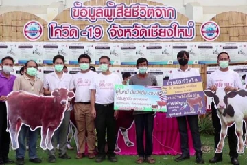 கொரோனா தடுப்பூசி செலுத்தினால் பசுமாடு இலவசம் - தாய்லாந்து அரசு அறிவிப்பு