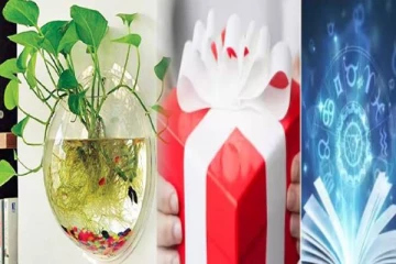 மணி பிளான்டை பரிசாக கொடுக்ககூடாதது ஏன்? காரணத்தை தெரிஞ்சிக்கோங்க