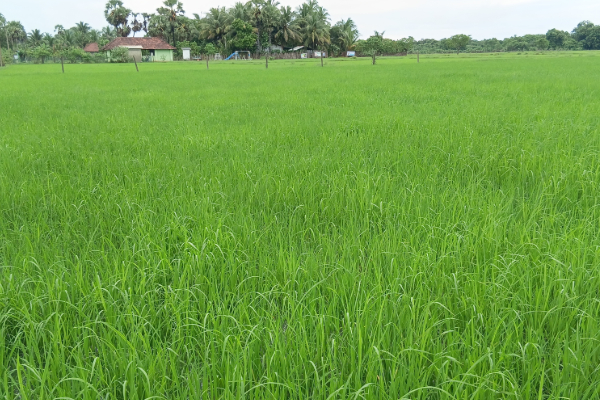 கிளிநொச்சி மாவட்ட விவசாயிகளுக்கான மானிய உர கொடுப்பனவு வங்கிக் கணக்கில் வைப்பு | Fertilizer Payment For Kilinochchi Farmers கிளிநொச்சி மாவட்ட விவசாயிகளுக்கான மானிய உர கொடுப்பனவு வங்கிக் கணக்கில் வைப்பு | Fertilizer Payment For Kilinochchi Farmers