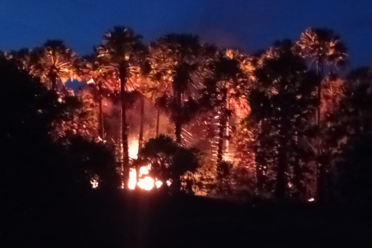 தலைமன்னார் - கட்டுக்காரண் குடியிருப்பு பனந்தோப்பில் தீப்பரவல்! | Fire Breaks Out Thalaimannar Police Division தலைமன்னார் - கட்டுக்காரண் குடியிருப்பு பனந்தோப்பில் தீப்பரவல்! | Fire Breaks Out Thalaimannar Police Division