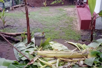 சம்மாந்துறையில் யானை அட்டகாசம்; அச்சத்தில் மக்கள்