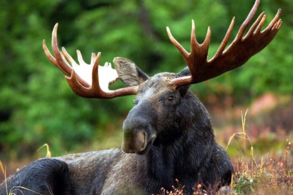 ஒன்டாரியோ நபருக்கு வாழ்நாள் தடை மற்றும் அபராதம் | Illegal Moose Hunt Leads To Lifetime Ban