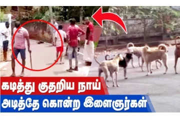 கடித்து குதறிய நாய் - அடித்தே கொன்ற இளைஞர்கள்!