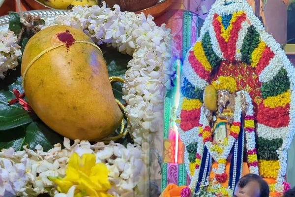 பிரபல ஆலயத்தில் 2 லட்சத்திற்கும் அதிகம் ஏலம் விடப்பட்ட மாம்பழம்! | Mango Auctioned For Over 2 Lakhs Vavauniya Temple