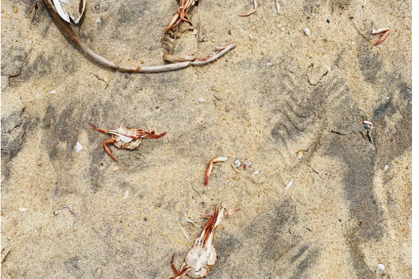 மட்டக்களப்பில் கரையொதுங்கும் சிவப்பு நண்டுகள் | Red Crabs Wash Ashore In Batticaloa மட்டக்களப்பில் கரையொதுங்கும் சிவப்பு நண்டுகள் | Red Crabs Wash Ashore In Batticaloa
