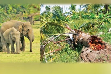 முல்லைத்தீவு - புதுக்குடியிருப்பில் காட்டு யானைகள் அட்டகாசம்