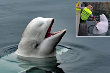 ரஷியாவின் 'உளவு' திமிங்கலம் உயிரிழப்பு