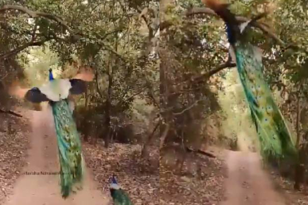 தோகை விரித்து விஸ்வரூபம் எடுத்த மயில்...என்ன ஒரு அழகு! மீண்டும் மீண்டும் ரசிக்க வைக்கும் காட்சி | Viral Video News World