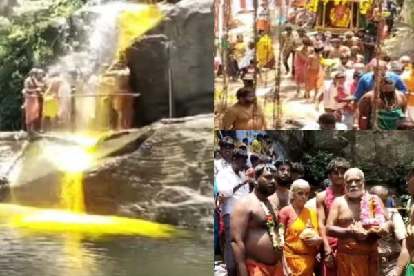 ஆண்டிற்கு ஒரு முறை மஞ்சள் நிறமாக மாறும் குற்றாலம் அருவி - காரணம் தெரியுமா | Courtrallam Falls Turns Yellow On Chitra Pournami