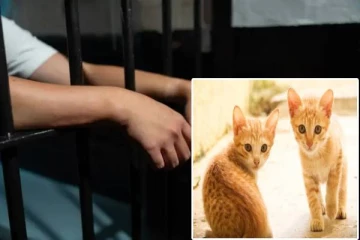 பிரித்தானியாவில் பூனைகளை கொடூரமாக கொலை செய்து ரசித்த சிறுவன்