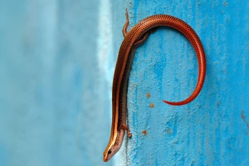 அரணை உயிரினத்தை பற்றி உங்களுக்கு தெரிந்தது என்ன?