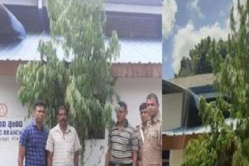 வீட்டுத் தோட்டத்தில் 15 அடி உயரமான கஞ்சா செடி