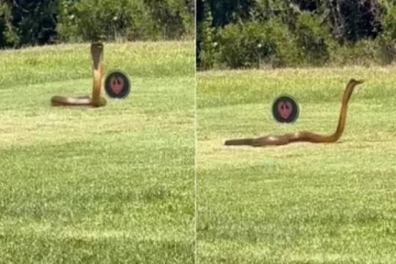 கோல்ப் மைதானத்தில் படமெடுத்தாடிய ராட்சத நாகப்பாம்பு!