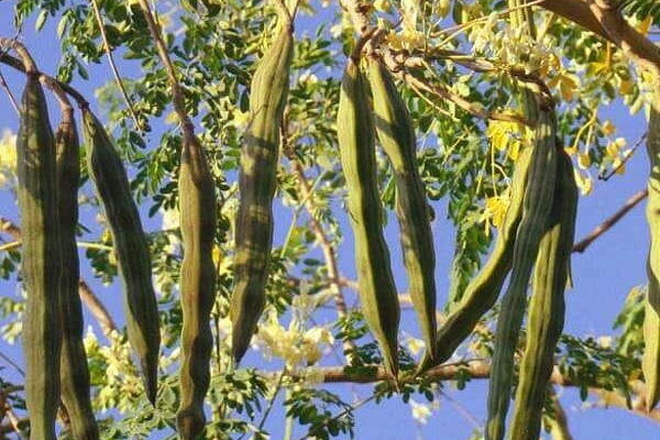 Miracle Tree: உடலில் அற்புதம் நிகழ்த்தும் முருங்கை- வெளிநாட்டவர்கள் வியக்கும் மருத்துவம் | Moringa Powder Leaf And Frui Benifits In Tamil