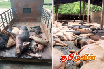 கிளிநொச்சியில் வைரஸ் தாக்கத்தால் உயிரிழந்த பன்றிகள்: 75 இலட்சத்திற்கு மேல் இழப்பு