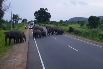 ஹையேஸ் வாகனத்தில் மோதி குட்டி யானை உயிரிழப்பு
