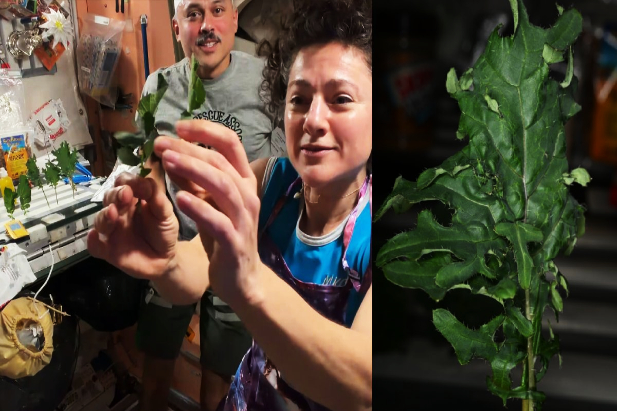 விண்வெளியில் கீரைகளை வளர்த்து அதை சமைத்து நாசா சாதனை! | Indian Origin Astronaut Harvests Vegetables Space