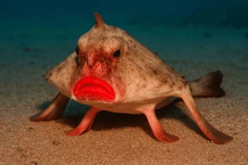 கடலுக்கு அடியில் வாழும் பேய் மீன் - இது எதை சாப்பிடும் தெரியுமா?