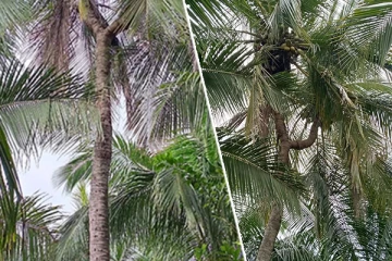 கிளை விட்டு காய்க்கும் தென்னை மரம் : முல்லைத்தீவு - ஒட்டுசுட்டானில் அதிசயம் (Photos)