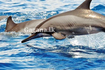 ඩොල්ෆීන් ප්‍රහාර සම්බන්ධයෙන් ජපානයෙන් කළ අනතුරු ඇඟවීම.