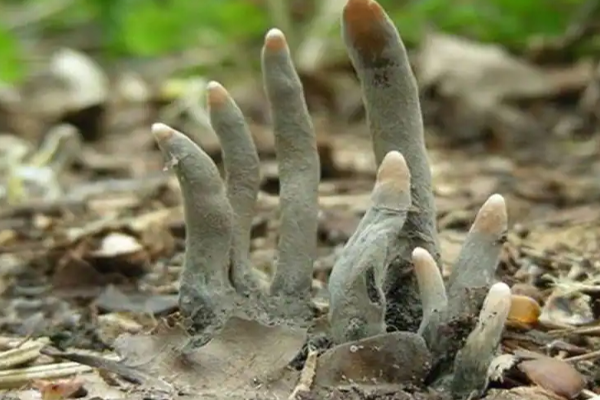 லண்டனில் நடந்து சென்றவருக்கு காத்திருந்த பேரதிர்ச்சி…. கல்லறையில் இருந்து கிழித்து கொண்டு வெளியே வந்த விரல்கள் | Shocking News Dead Mans Fingers Above The Grave