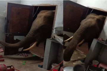 வீட்டிற்குள் புகுந்து காட்டு யானைகள் அட்டகாசம் : தெய்வாதீனமாக உயிர்தப்பிய குடும்பம்