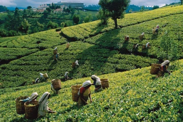 ஐக்கிய நாடுகளின் மனித உரிமைகள் பேரவையில் இலங்கைத் தொழிலாளர்களின் நிலை குறித்து கவலை