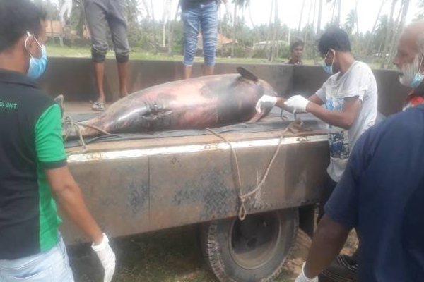 மாரவில கடற்கரையில் உயிரிழந்த நிலையில் கரையொதுங்கிய டொல்பின்! | Dolphin Washed Up On Marawila Beach