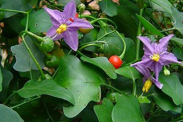 கோவாக்கா செடியுடன் மூலிகை மருந்தை | Herbal Medicine With Covacca Plant