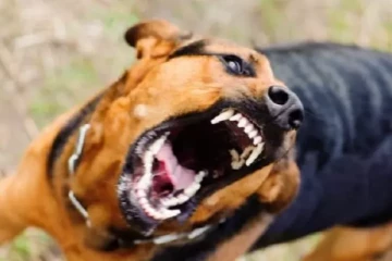 நாயை போலவே மாறிய சிறுவன்.. உயிருக்கு ஆபத்து - என்ன நடந்தது?