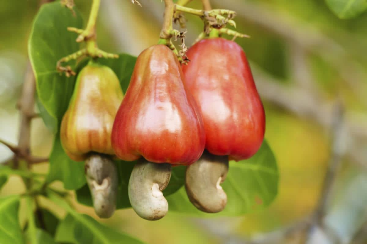 பசியால் முந்திரி பழம் பறித்தவர் சுட்டுக்கொலை - இலங்கையில் நடந்த அதிர்ச்சி சம்பவம் | Man Killed In Gun Fire பசியால் முந்திரி பழம் பறித்தவர் சுட்டுக்கொலை - இலங்கையில் நடந்த அதிர்ச்சி சம்பவம் | Man Killed In Gun Fire