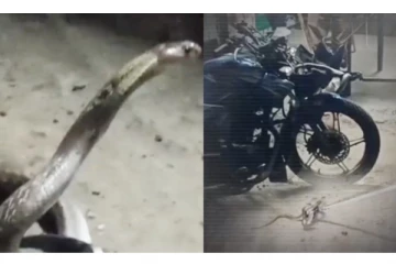 பைக்கில் நைசாக ஏறி பதுங்கிய நல்ல பாம்பு.... நூலிழையில் உயிர் தப்பிய நபர் - அதிர்ச்சி சம்பவம்