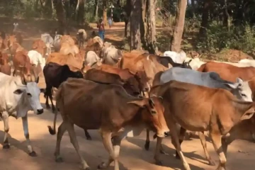 மாடுகளை திருடி இறைச்சியாக்கி விற்ற மூவர் கைது