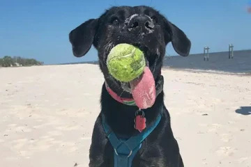 நாய் ஒன்று விசித்திரமான முறையில் கின்னஸ் சாதனை