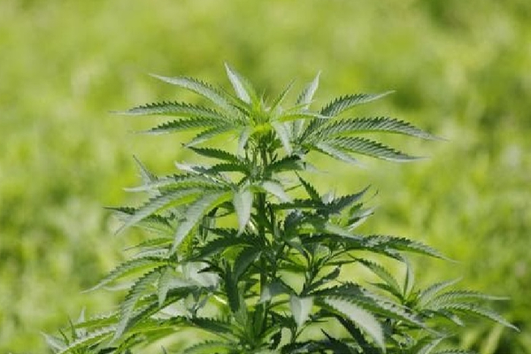 ஏக்கர் கணக்கில் பயிரிடப்பட்ட கஞ்சா செடிகள் ; சந்தேகநபர் கைது | Cannabis Plants Cultivated Over Acres Of Land ஏக்கர் கணக்கில் பயிரிடப்பட்ட கஞ்சா செடிகள் ; சந்தேகநபர் கைது | Cannabis Plants Cultivated Over Acres Of Land