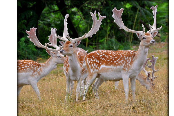 முதன்முறையாக மான்களுக்கு ஒமிக்ரான் தொற்று! பரவியது எப்படி? | Omicron Variant First Time Deer