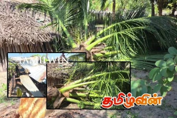 வெருகல் பிரதேசத்தில் தொடரும் காட்டு யானைகளின் அட்டகாசம்