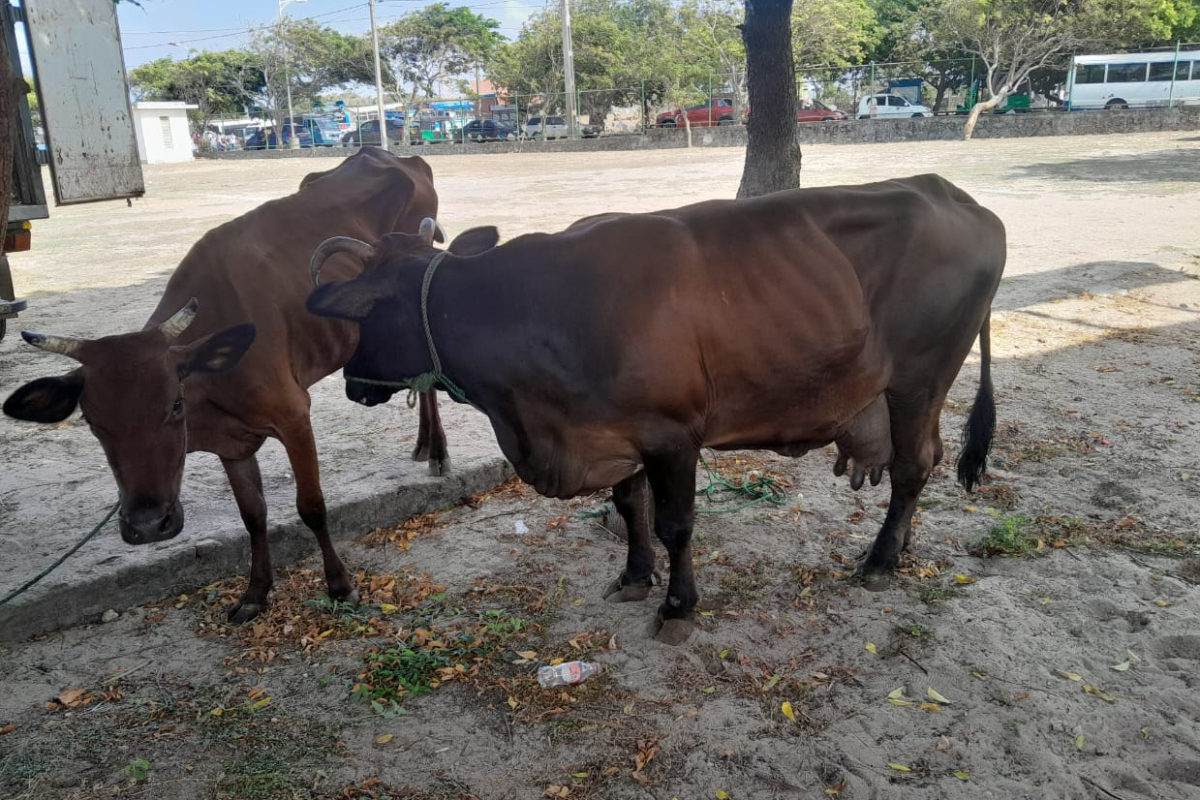யாழில் சட்டவிரோத கொல்களம் முற்றுகை; மீட்கப்பட்ட வாயில்லா ஜீவன்கள்! | Illegal Slaughterhouse Raided Jaffna Rescued Cow யாழில் சட்டவிரோத கொல்களம் முற்றுகை; மீட்கப்பட்ட வாயில்லா ஜீவன்கள்! | Illegal Slaughterhouse Raided Jaffna Rescued Cow